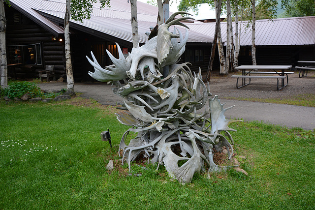 Alaska, Old Moose Antlers