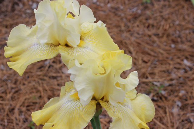 Yellow Irish.... (my garden)