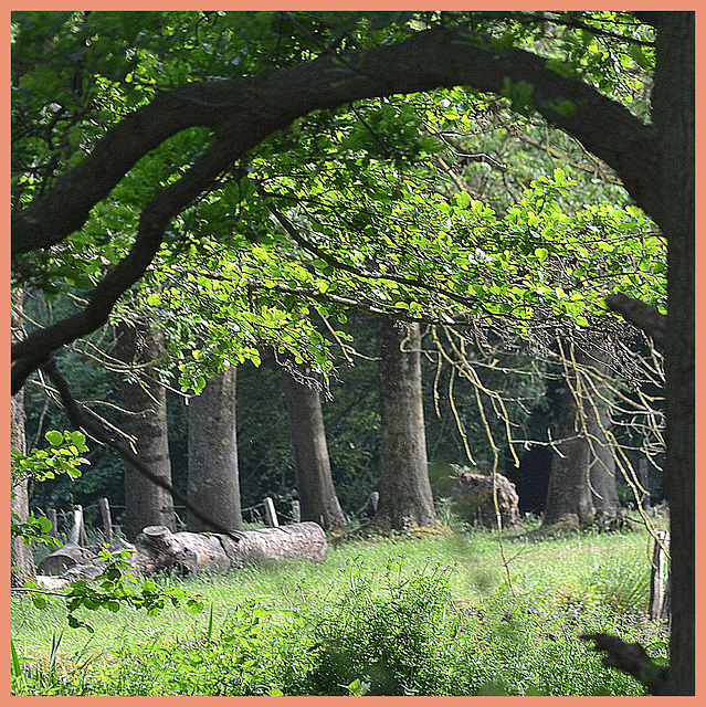 View deep under the  Undergrowth