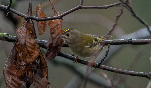 Goldcrest