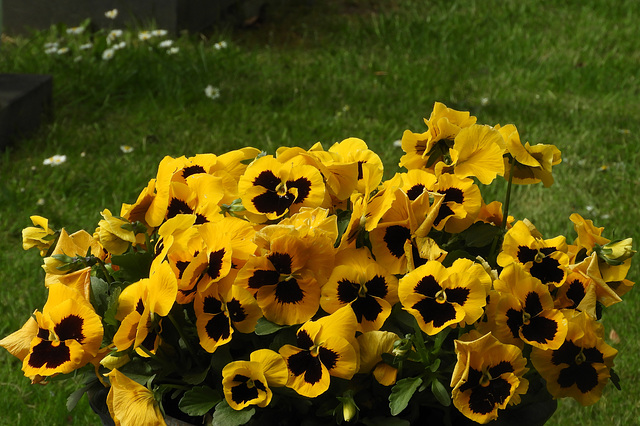 Violets for you all