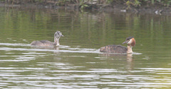 EF7A3819 Great Crested Grebe EF7A3819 Great Crested Grebe