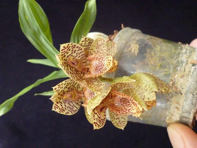 Catasetum denticulatum