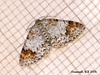 1872 Discoloxia blomeri (Blomer's Rivulet)