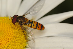EF7A9501hoverfly