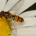 EF7A9501hoverfly