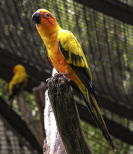 20170615 1925CPw [D~MS] Sonnensittich (Aratinga solistialis), Zoo Münster