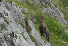 20170718 -23 Randos St Agnan en Vercors (370) al