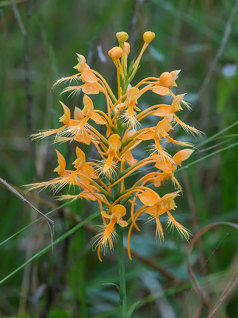 Platanthera ciliaris (Yellow Fringed orchid)