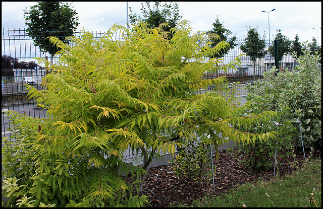 Rhus Typhina 'Dissecta Aurea' (3)