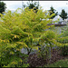 Rhus Typhina 'Dissecta Aurea' (3)