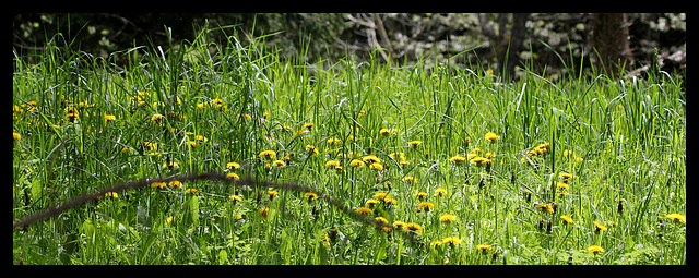 Taraxacum officinalis - groupe "Pissenlit"