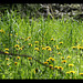 Taraxacum officinalis - groupe "Pissenlit"