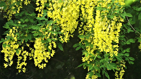 The yellow rain is gorgeous