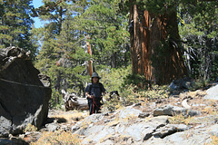 (L to R) A large erratic, Joyce, Jack, and a big Sierra juniper!