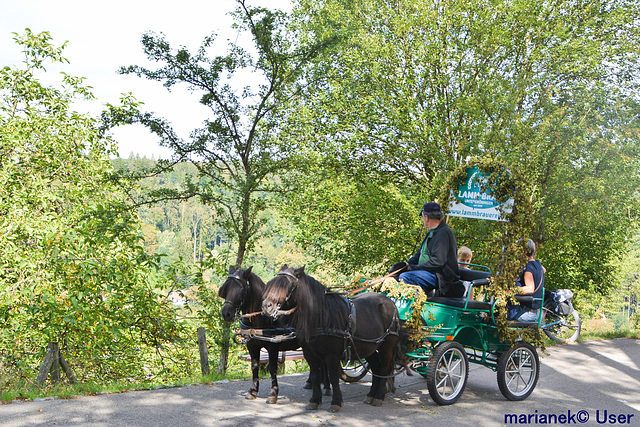 Ponykutsche
