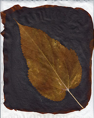 Sepia leaf 2