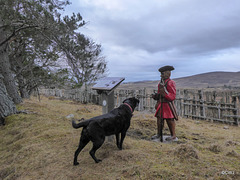 Jet was convinced the Redcoat returning from Culloden was a mortal threat to us, and spent several minutes doing her stuff, with threatening growls and pre-attack barking, calming down only slightly when "mummy" was obviously brave enough to sta
