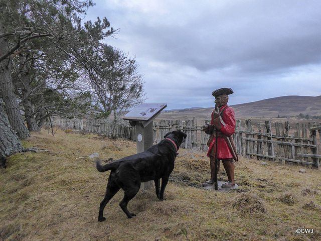 Jet was convinced the Redcoat returning from Culloden was a mortal threat to us, and spent several minutes doing her stuff, with threatening growls and pre-attack barking, calming down only slightly w