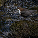 Dipper on the River Kinder