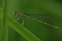 Platycnemis pennipes ♀