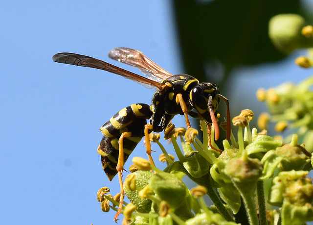 Wespe auf einer Efeublüte