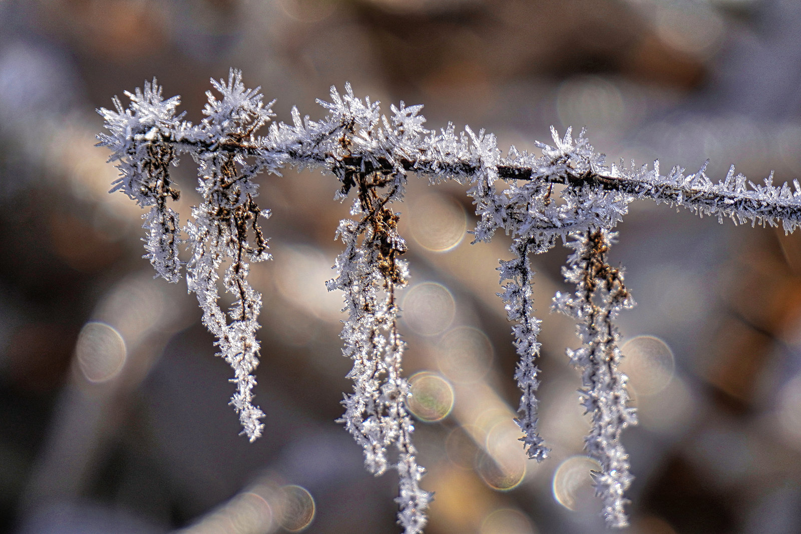 Wie kleine Eiszapfen - Like little icicles