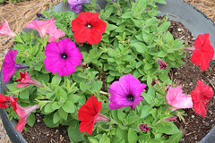 PETUNIAS....my garden   (these are potted in black urns, there are two like this)
