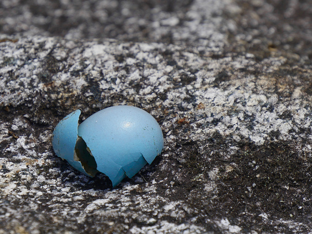 Egg On Rock