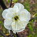 20230420 0044CPw [D~LIP] Mirabelle (Prunus cerasifera), [Kirschpflaume], Bad Salzuflen