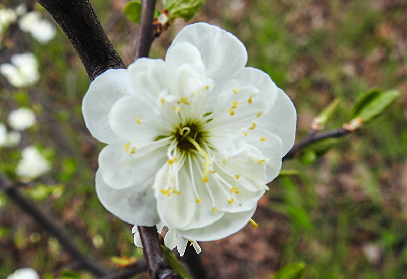 20230420 0044CPw [D~LIP] Mirabelle (Prunus x cerea), Bad Salzuflen