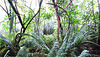 Ferns And Leaves.