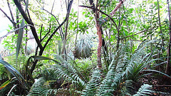 Ferns And Leaves.