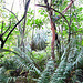 Ferns And Leaves.