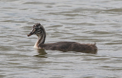 EF7A3840 Great Crested Grebe EF7A3840 Great Crested Grebe