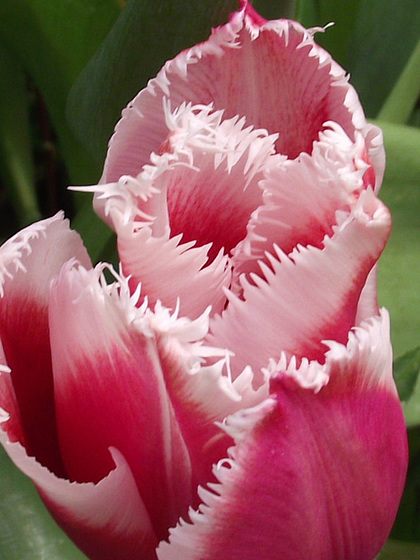 So pretty these tulips