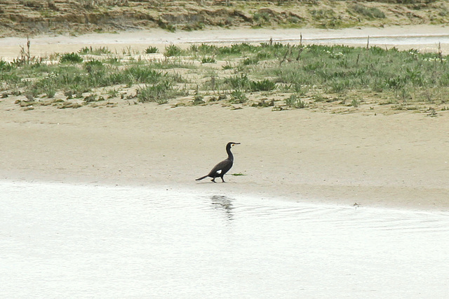 Baie de Somme