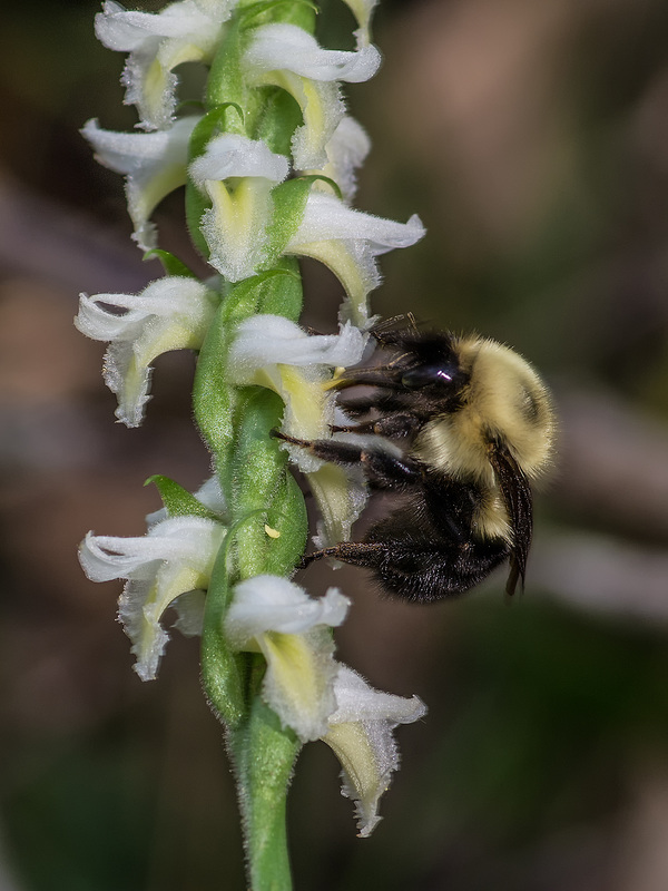 Spiranthes odorata (Fragrant Ladies'-tresses orchid) with pollinator