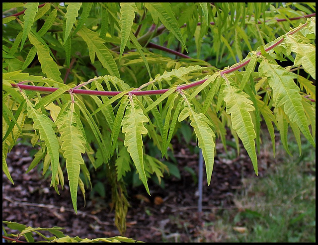 Rhus Typhina 'Dissecta Aurea' (4)