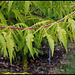 Rhus Typhina 'Dissecta Aurea' (4)