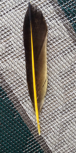 flicker feather