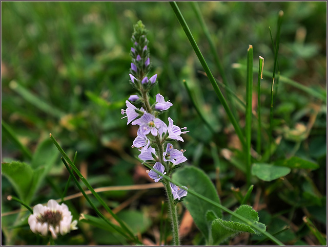 Speedwell, I'm told