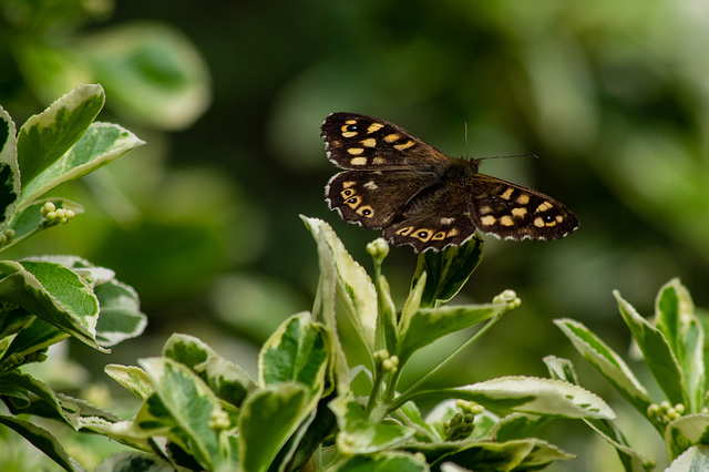 Speckled Wood Butterfly