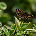 Speckled Wood Butterfly