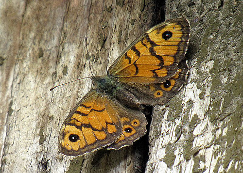 Papilio