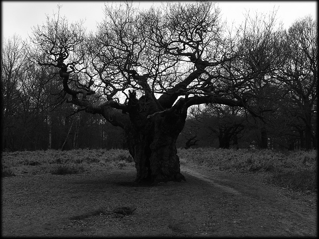 RICHMOND PARK