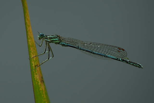 Platycnemis pennipes ♂