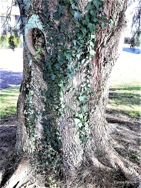 Ivy On A Tree Trunk.