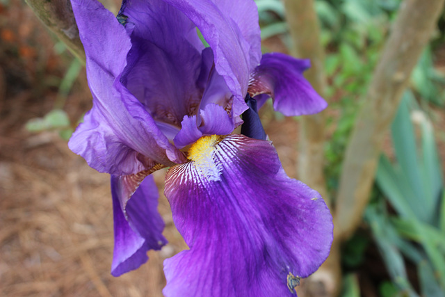 Purple Irish.... My garden....