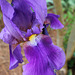 Purple Irish.... My garden....